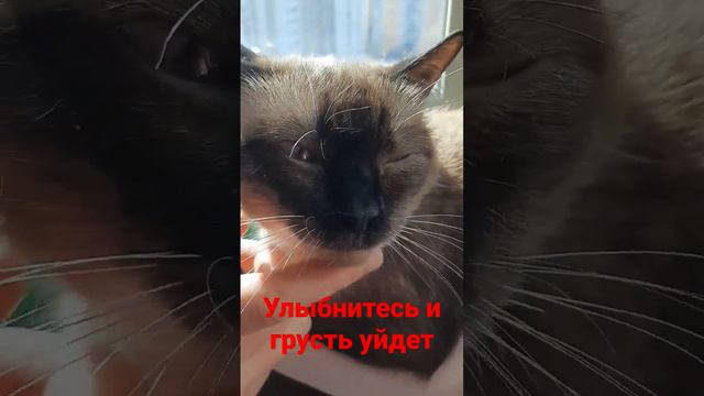 #тайская #кот #рекомендации #cat #отдых #comment #cute