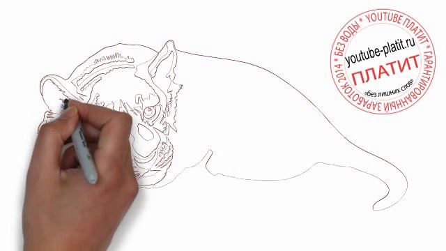 Как нарисовать полосатого тигра карандашом смотреть онлайн