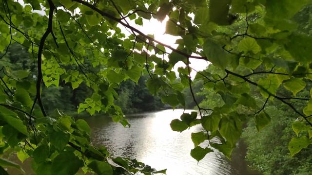 VID 20220708 064940 В густой траве пропадёшь...1907 (А. Блок)...Павел Васильев Лахтинский смотреть онлайн