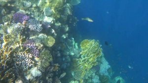 Пляж Риф Бич. Reef beach??Египет 2020??Шарм-Эль-Шейх??Egypt??Обзор рифа. Рыба хирург. / VLOG