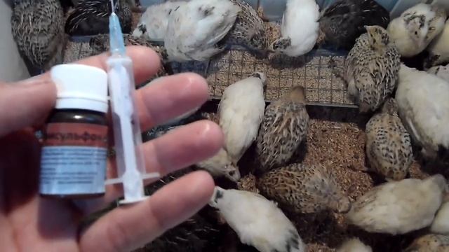 Выращивание перепелов в домашних условиях  пропаиваем птицу от кокцидиоза