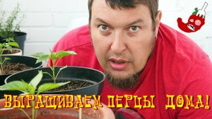 Как вырастить жгучий перец дома? Часть 12. Peter Pepper Red и Trinidad scorpion растут вовсю!