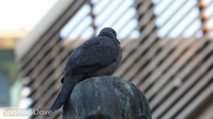 Nikon coolpix P1000: Bird Mode Test - Hawaii (4K)