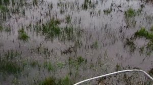 Копия видео "Ловим рыбу руками!"