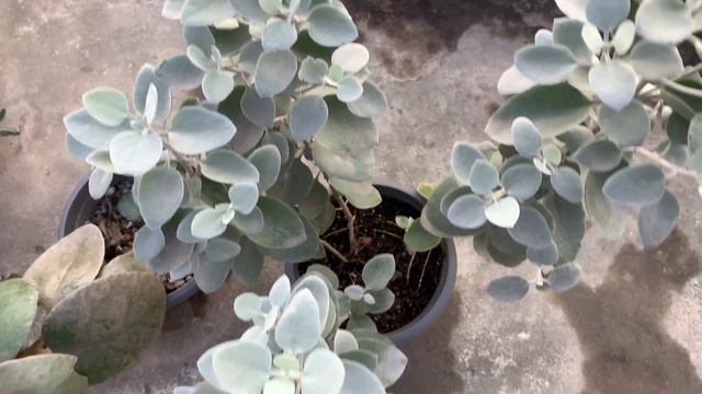 Crassula Watch Chain | Cantinho das Bromélias