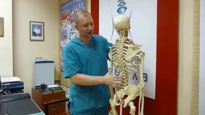 Позвоночник . Лекция по анатомии (фр. 1)