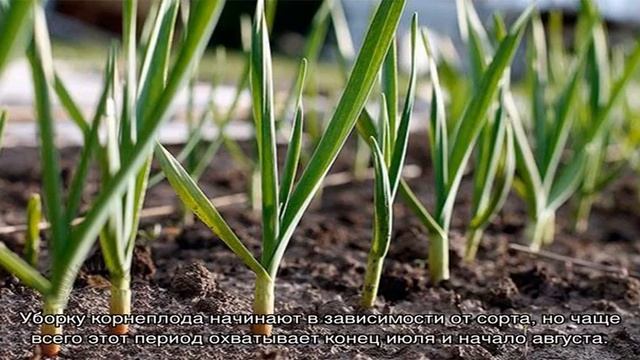 Особенности посадки чеснока в открытый грунт весной