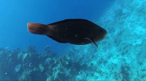 Grand Oasis Resort Reef, (Гранд Оазис кораловый риф) Sharm El Sheikh, Yi 4k