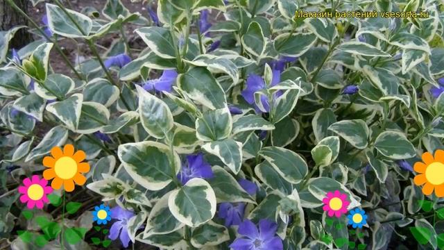 Барвинок малый Вариегата. Краткий обзор, описание характеристик vinca minor Variegata