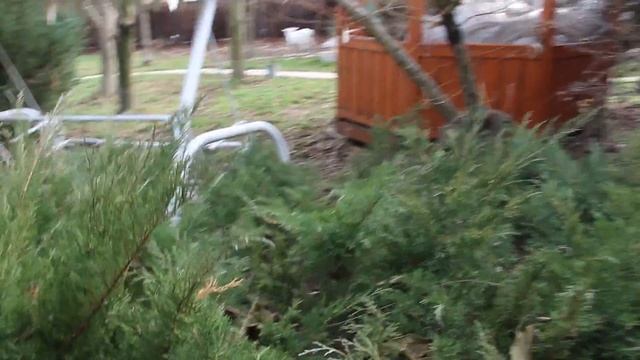 Вьетнамские поросята.Купили вьетнамских поросят смотреть онлайн