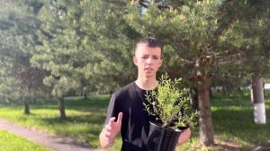 Спирея серая Грефшейм - инструкция по выращиванию
