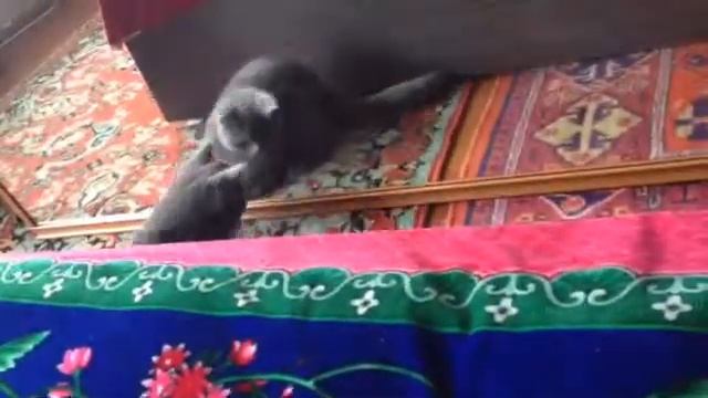 Кошка и зеркало смотреть онлайн