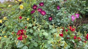 Noir Desir is impressive floribunda rose in rich red velvet colour. Second year in Ukrainian garden
