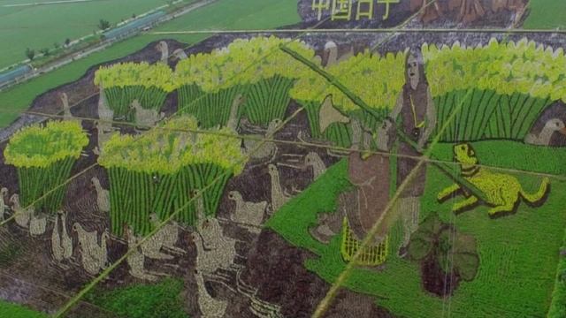 Позитивные Новости. Япония Китай картины на рисовых полях