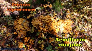 Опенок горчичный | Armillaria sinapina