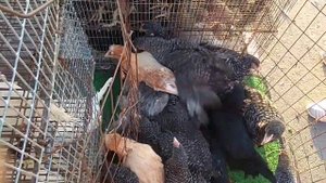 Птичий рынок в Варениковской