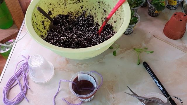 Отсаживаем детки фиалок от листа сразу на фитиль смотреть онлайн