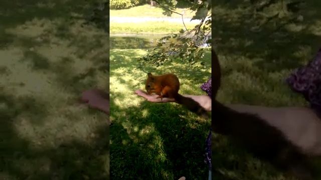 Коммуникабельная белка смотреть онлайн