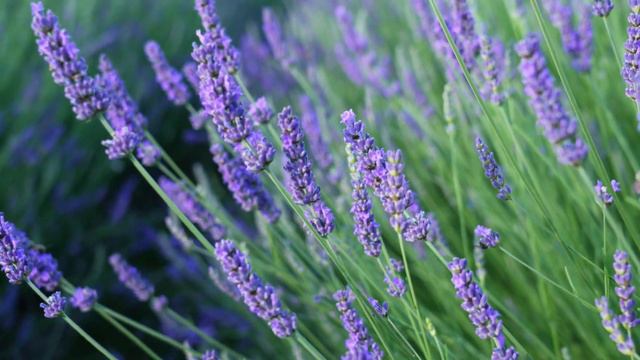 Purple Flowers Field | 4K Video | Nature Non Copyright | Royalty Free Video | Non Copyright Video смотреть онлайн