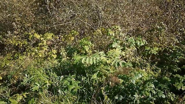 Сердцевидные орехи смотреть онлайн