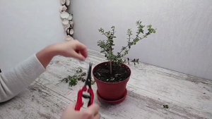 БАГАМСКАЯ ЯГОДА * НАШИЯ ИНАГУЕНСИС