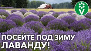 КАК ВЫРАСТИТЬ ЛАВАНДУ у себя на участке? Посеять ПОД ЗИМУ!