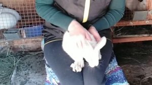 Необычные крольчата, определяем пол и вес двухмесячных крольчат.