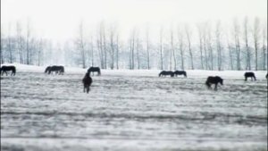 Башкирский Род - Меркит