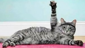 ? СПОРТИВНЫЕ КОТЫ! ? / Приколы с котами и собаками 2022 #3