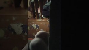 Скрытая камера