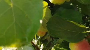 Вербейник, бузульник, покупки для дома.