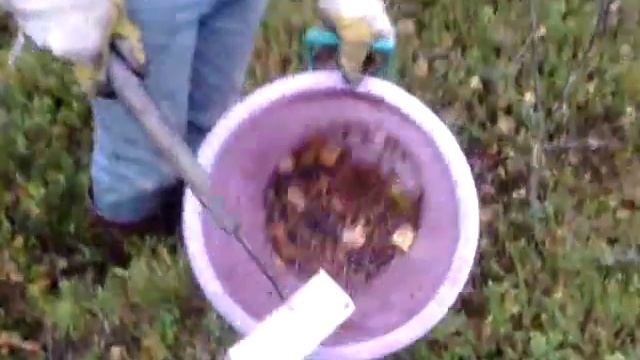Сбор черники в Финляндии 2012 смотреть онлайн