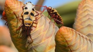 Welwitschia: One Of The Oldest Living Plants In The World