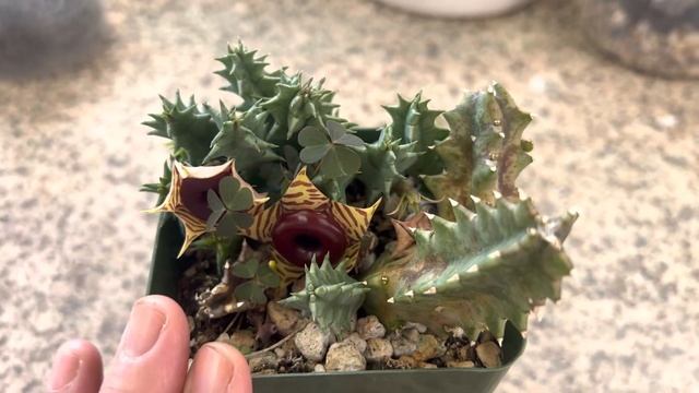 ?? Cool looking succulent with flowers! Huernia zebrina "Lifesaver Plant" ? ❤️? смотреть онлайн