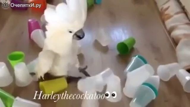 Попугай сломал пирамиду смотреть онлайн