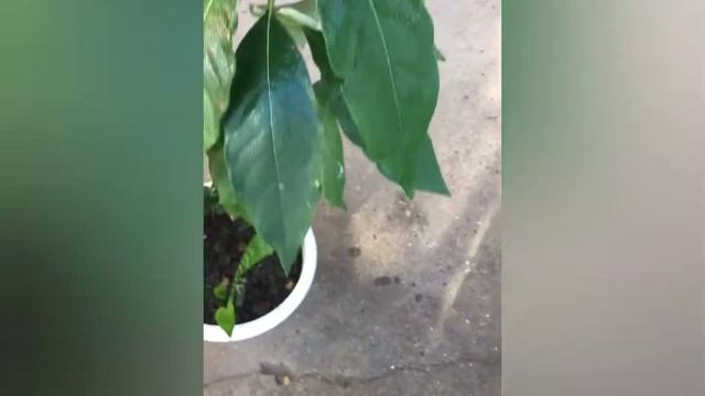 #Авокадо. Уход в домашних условиях. #ВиленаЦветкова