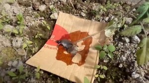 Срезанная рассада помидор в теплице. Почему, что за вредитель и как бороться. Часть 1