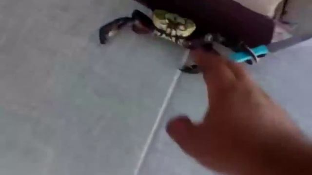 Опасный краб смотреть онлайн