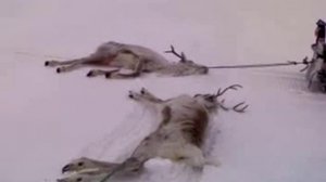 Охота на оленя в Хатанге