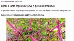 Вероникаструм посадка и уход Размножение Популярные сорта