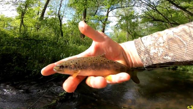 Catching NATIVE Brook Trout and WILD Browns (Road Trip) смотреть онлайн