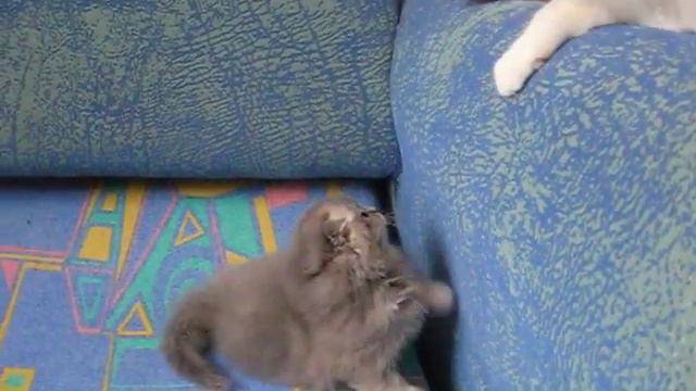 Кошечка хайленд-фолд смотреть онлайн