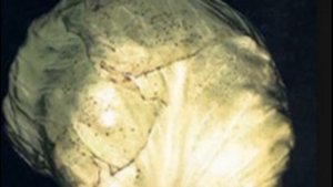 Черные точки на пекинской капусте