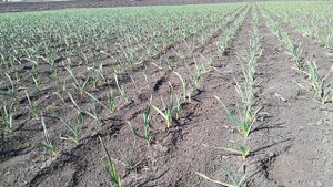 О гербицидах для чеснока в 2019.(Челендж)