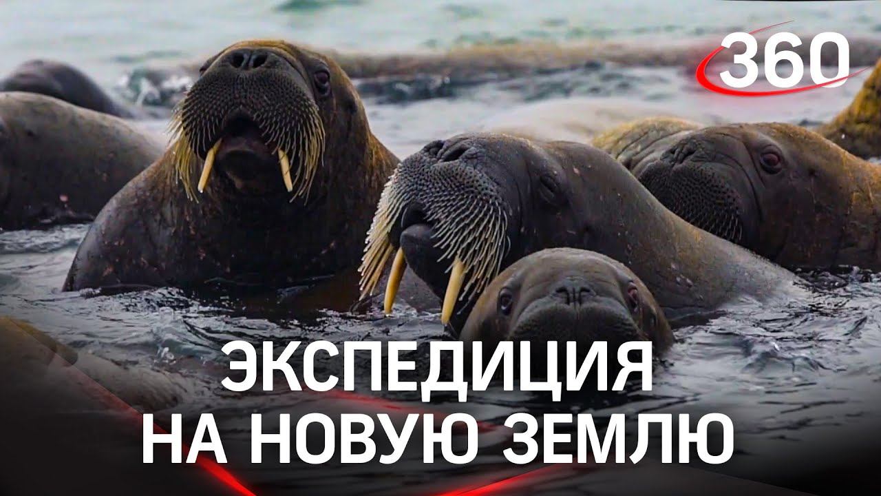 Как изучают Новую Землю?