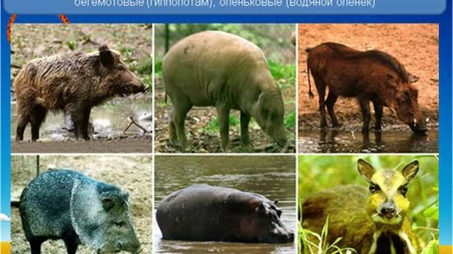 Отряды Непарнокопытные и Парнокопытные.AVI