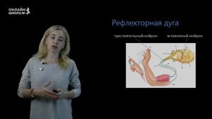 Рефлекторная регуляция. Урок 7. Биология 8 класс