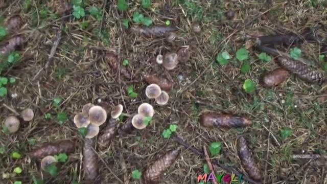 Рядовка Фиолетовая. Как Распознать. Говорушки Дымчато-Серые. Грибы Денежки-Коллибия, Моховики. смотреть онлайн