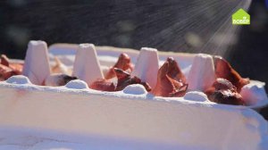 Сажаем тюльпаны поздней осенью