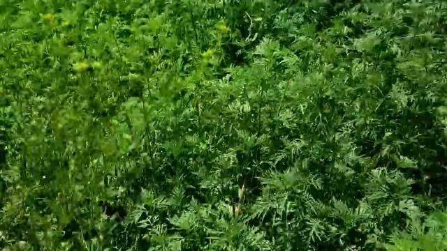 САМВЕЛ АДАМЯН МАТЬ ПОДСТАВИЛА СЫНА. У НАДИ НАЙДЕНА НОВАЯ ТРЕБУХА КОТОРУЮ НУЖНО УДАЛИТЬ смотреть онлайн